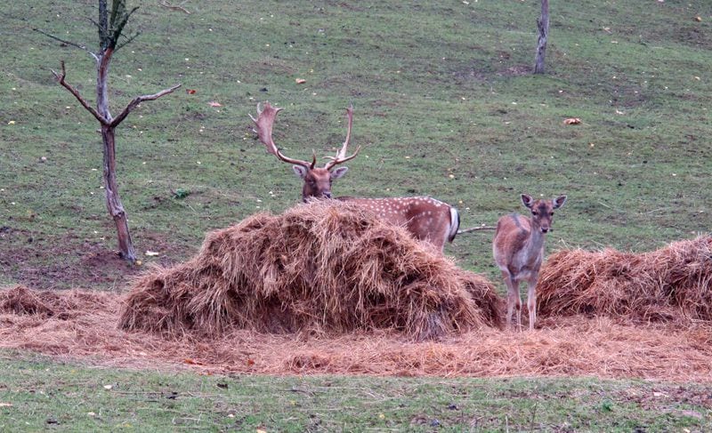 Reportaż - Jesienny weekend w Hotelu Spa Dr Irena Eris Wzgórza Dylewskie 23 IMG_0062