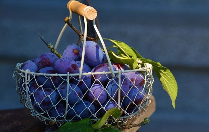 Śliwkowe smakołyki inspirowane naturą 5 sezon na sliwki