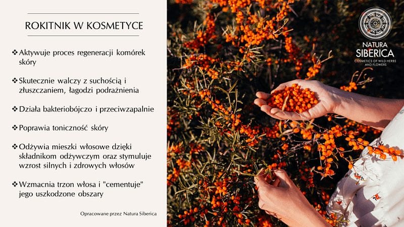 Rokitnik_Infografika