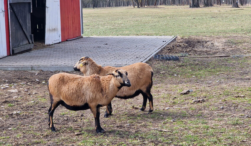 Reportaż z pobytu w Pałacu i Folwarku Łochów – idealne miejsce na rodzinny wyjazd blisko Warszawy 42 20250322 105709