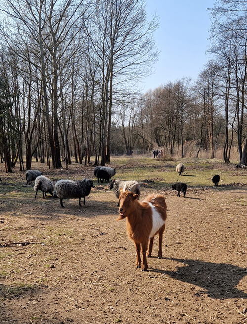 Reportaż z pobytu w Pałacu i Folwarku Łochów – idealne miejsce na rodzinny wyjazd blisko Warszawy 45 20250322 124904